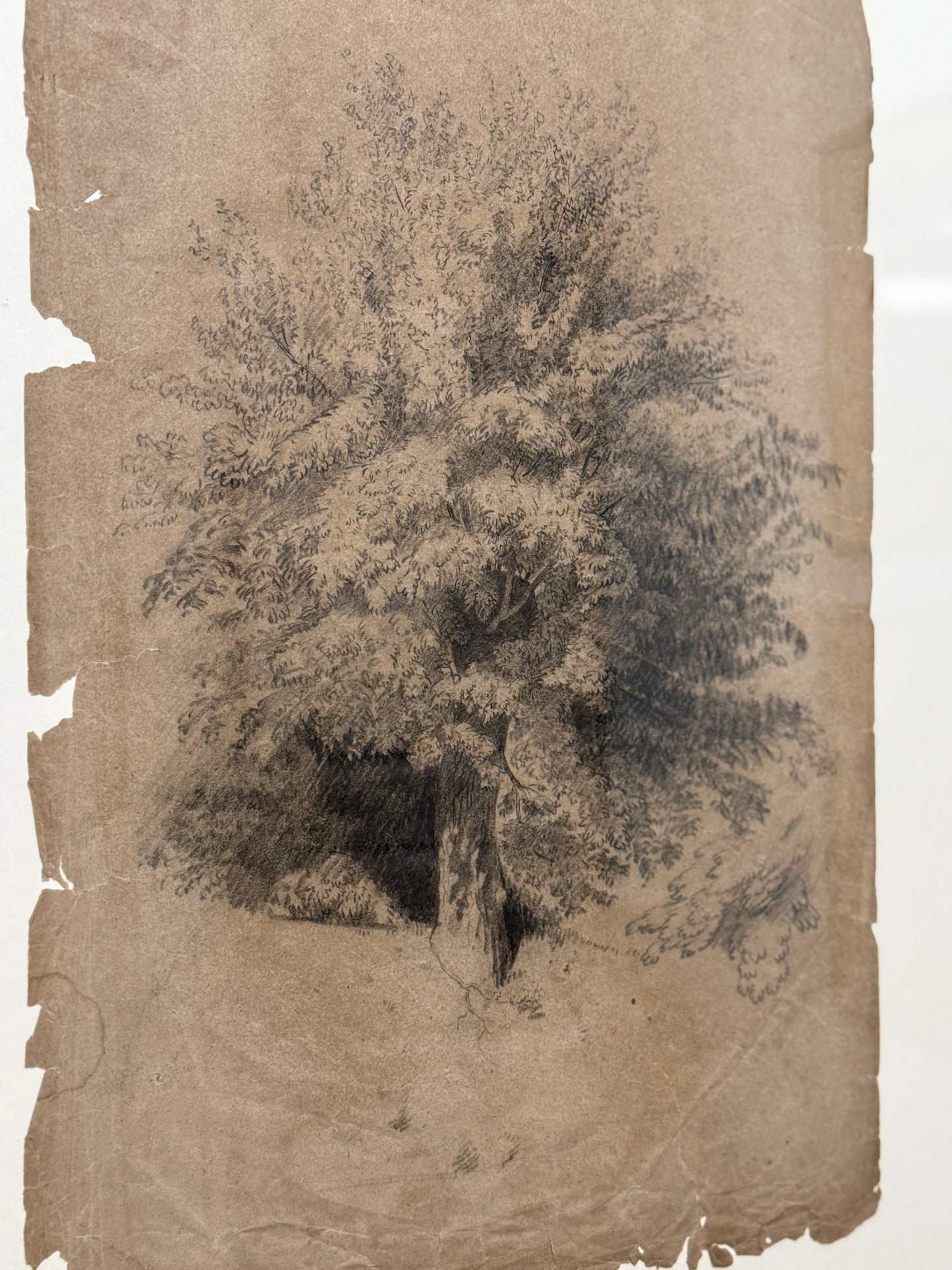 Antique Framed Sketch, Tattered Tree