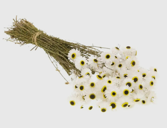 Dried European Flowers - White Acroclinium