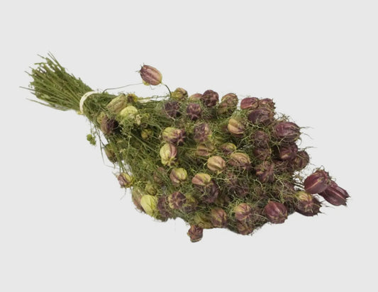 Dried European Flowers - Nigella Black Pod