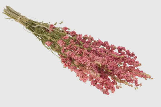 Dried European Flowers - Delphinium Natural Pink